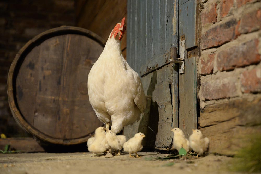 Ein Huhn und viele kleine Küken stehen vor einer Stalltür